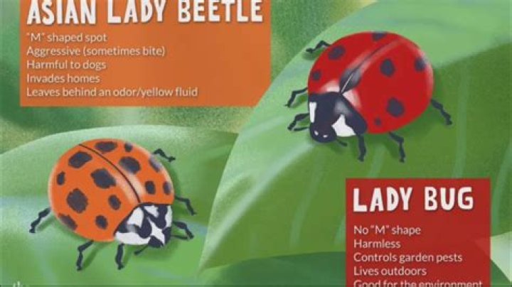 Are Asian beetles and ladybugs the same
