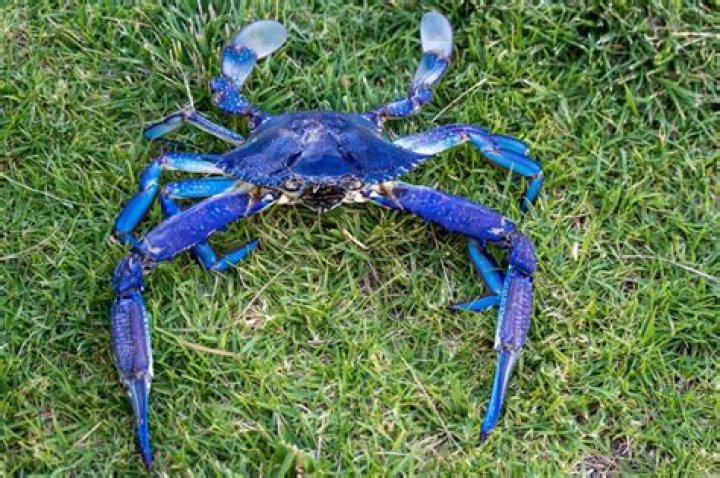 Are blue crabs dangerous
