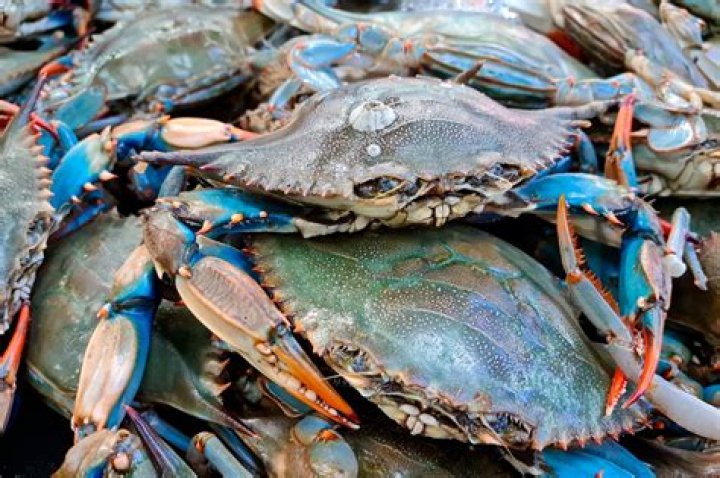 Are blue crabs in season in Florida