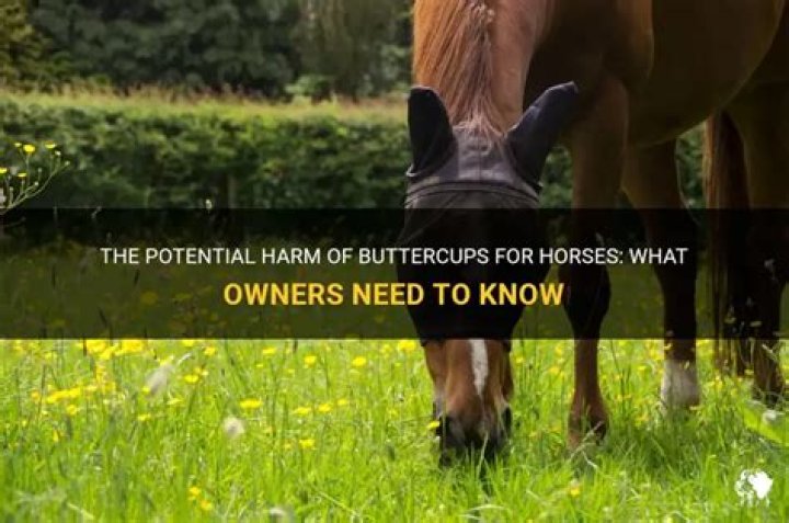 Are buttercups OK for horses