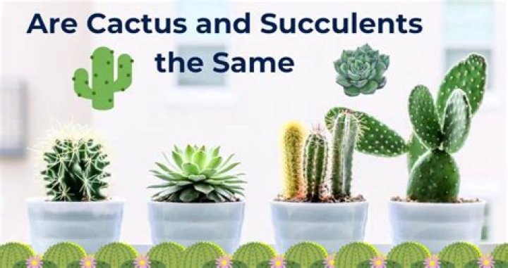 Are cactus and succulents the same