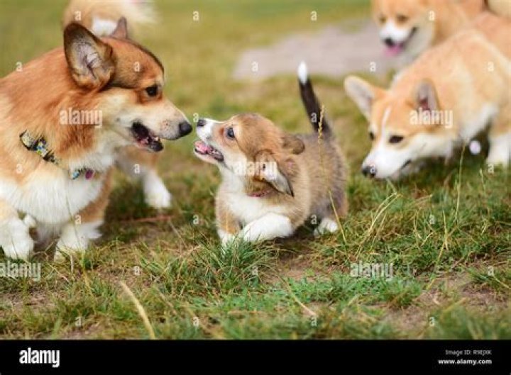 Are corgis good mousers