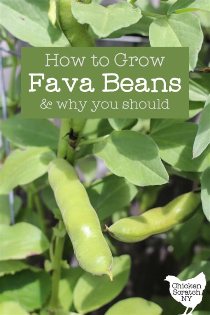 Are fava beans easy to grow