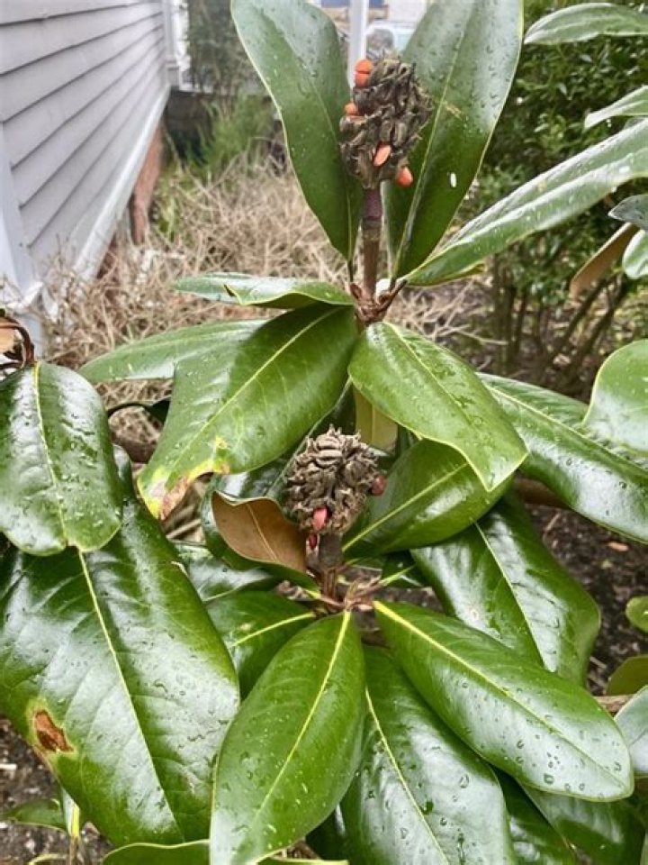 Are magnolia tree pods poisonous to dogs