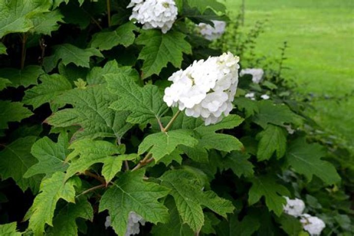 Are oakleaf hydrangeas fast growing