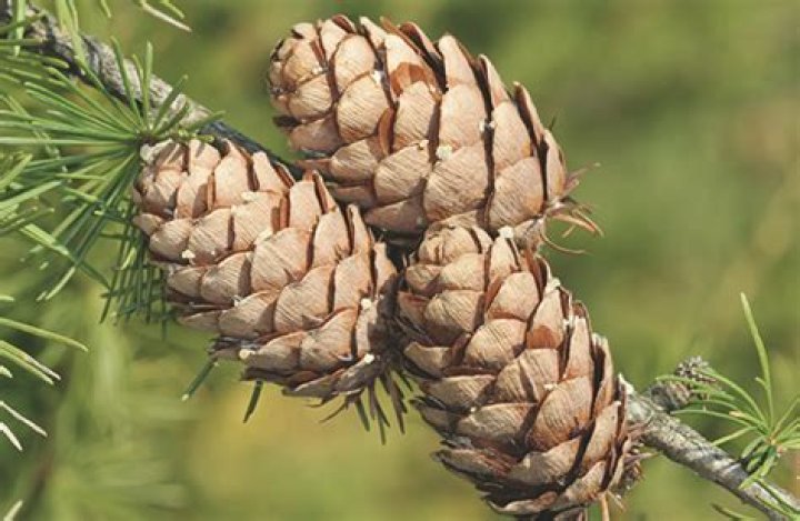 Are pine cones toxic to humans