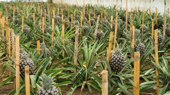 Are pineapples bad for the environment