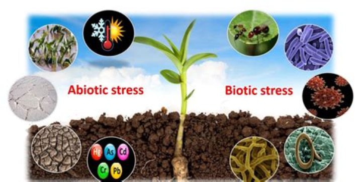 Are plants abiotic or biotic