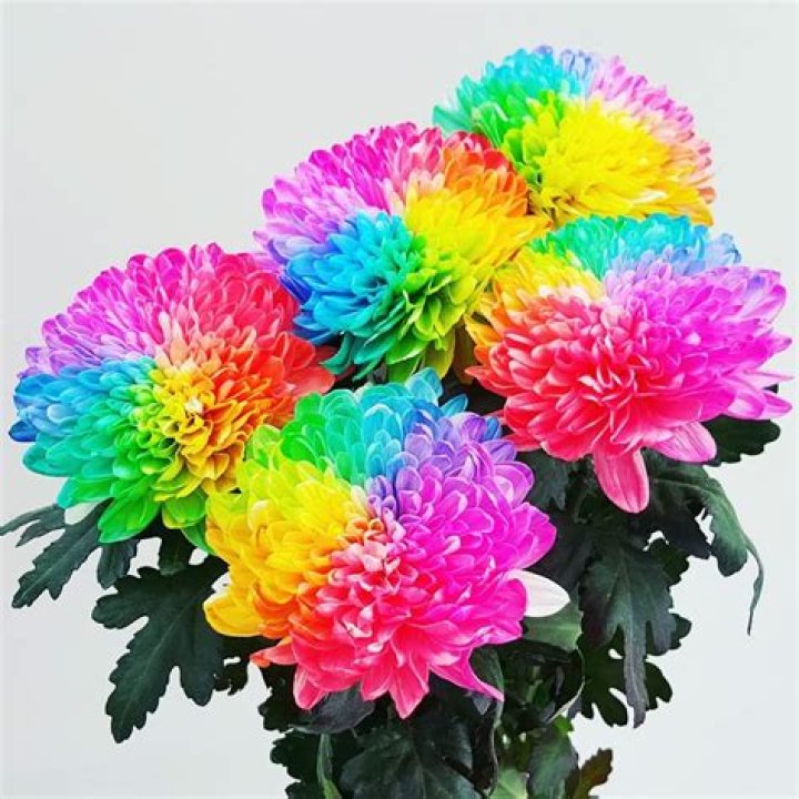 Are Rainbow chrysanthemums real