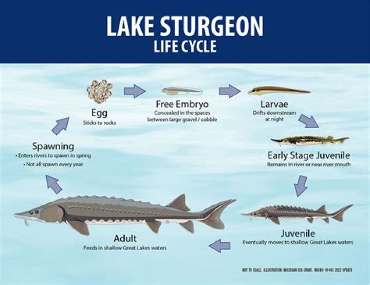 Are sturgeon legal to catch