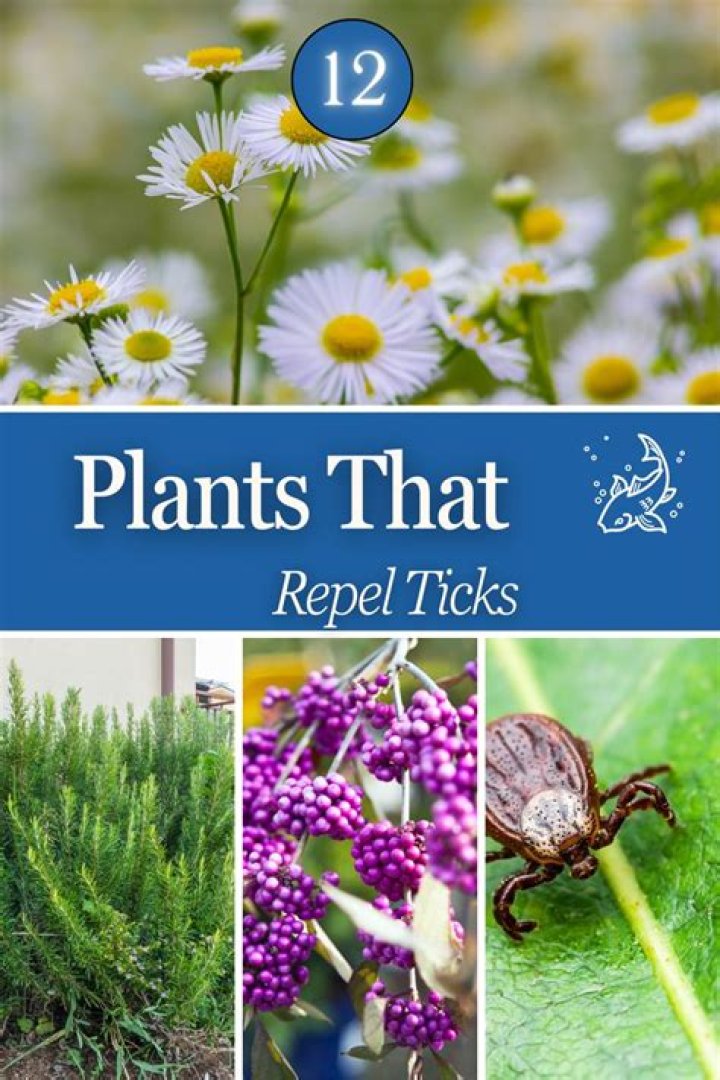 Are there any plants that repel ticks