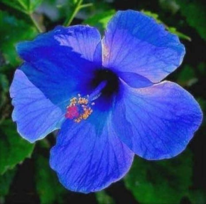 Are there blue hibiscus