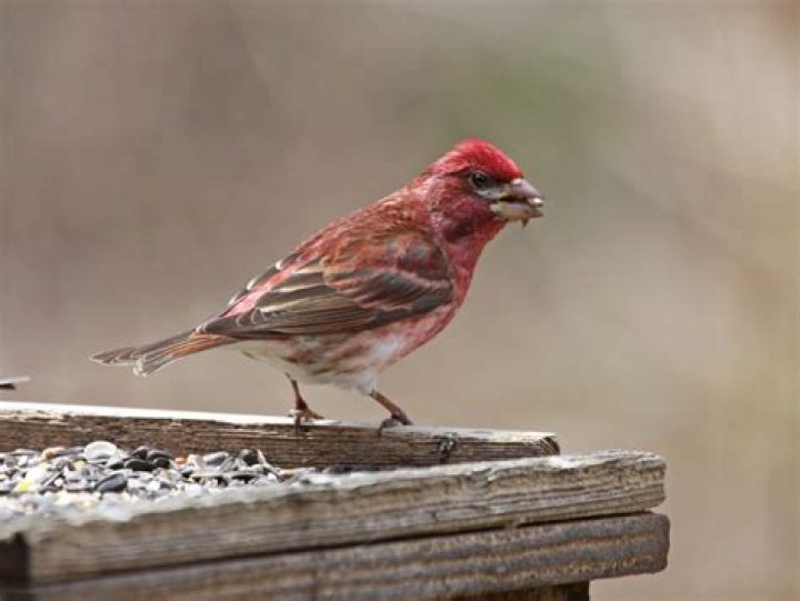 Are there finches in Illinois