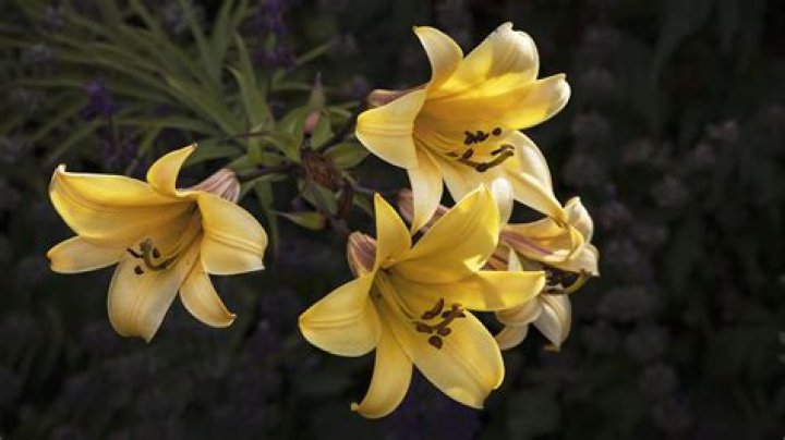 Are trumpet lilies perennials