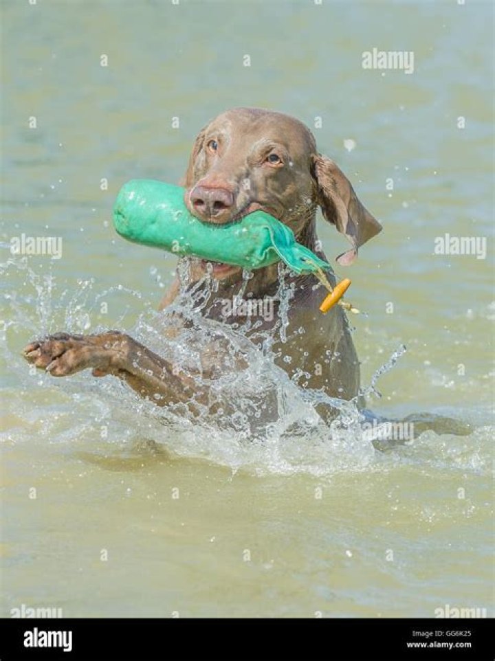 Are Weimaraners Good Water Dogs