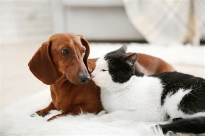 Can A Dog Mate With A Cat