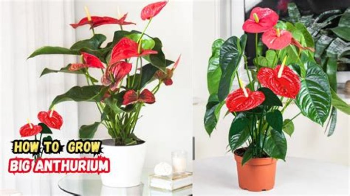 Can anthuriums be grown indoors