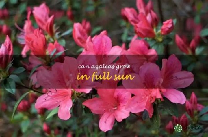 Can azaleas grow in afternoon sun