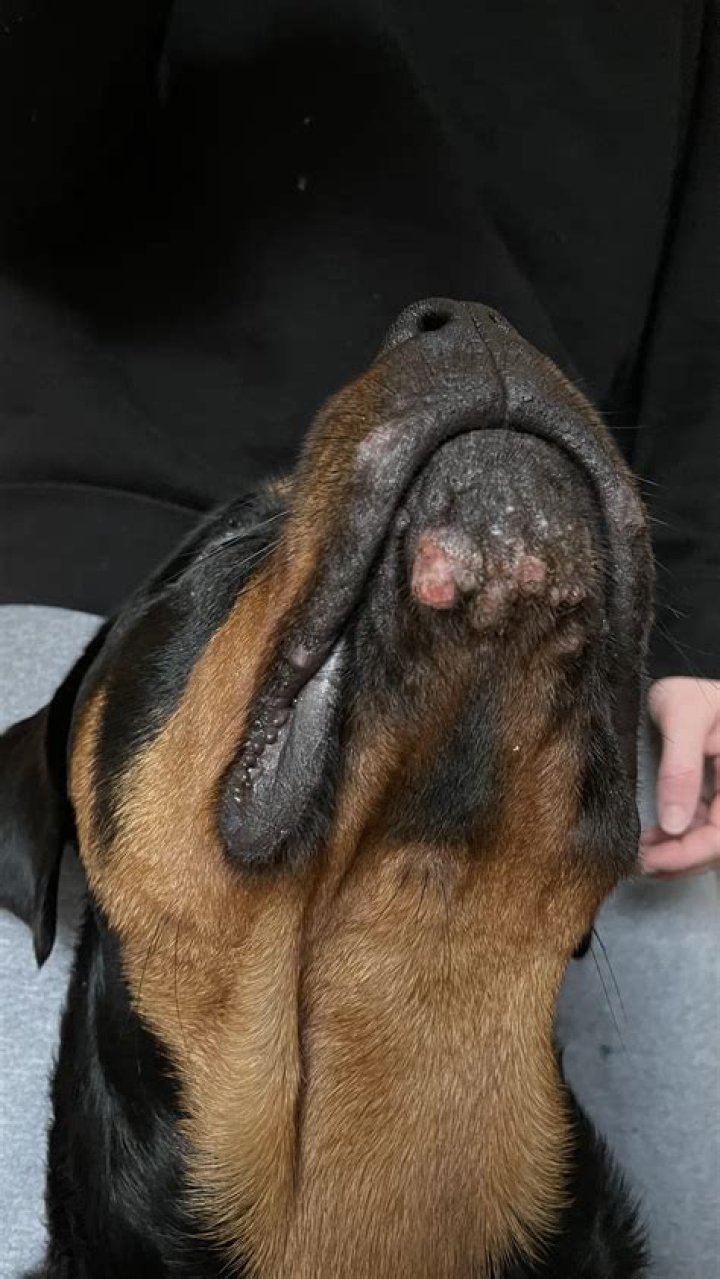 Can dogs get pimples under their chin