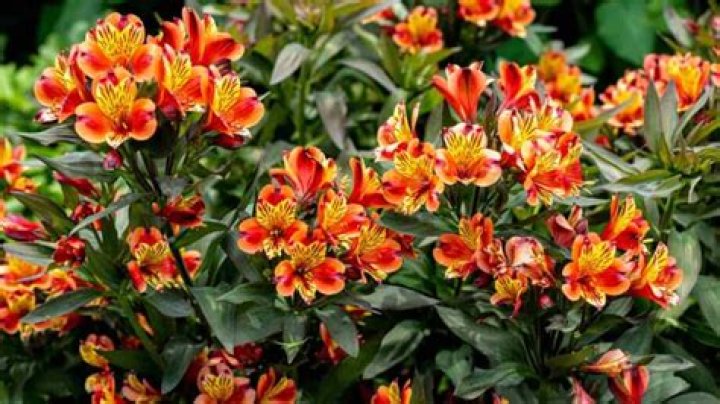 Can I grow alstroemeria from seed