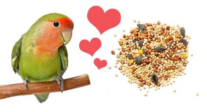 Can lovebirds eat parakeet food
