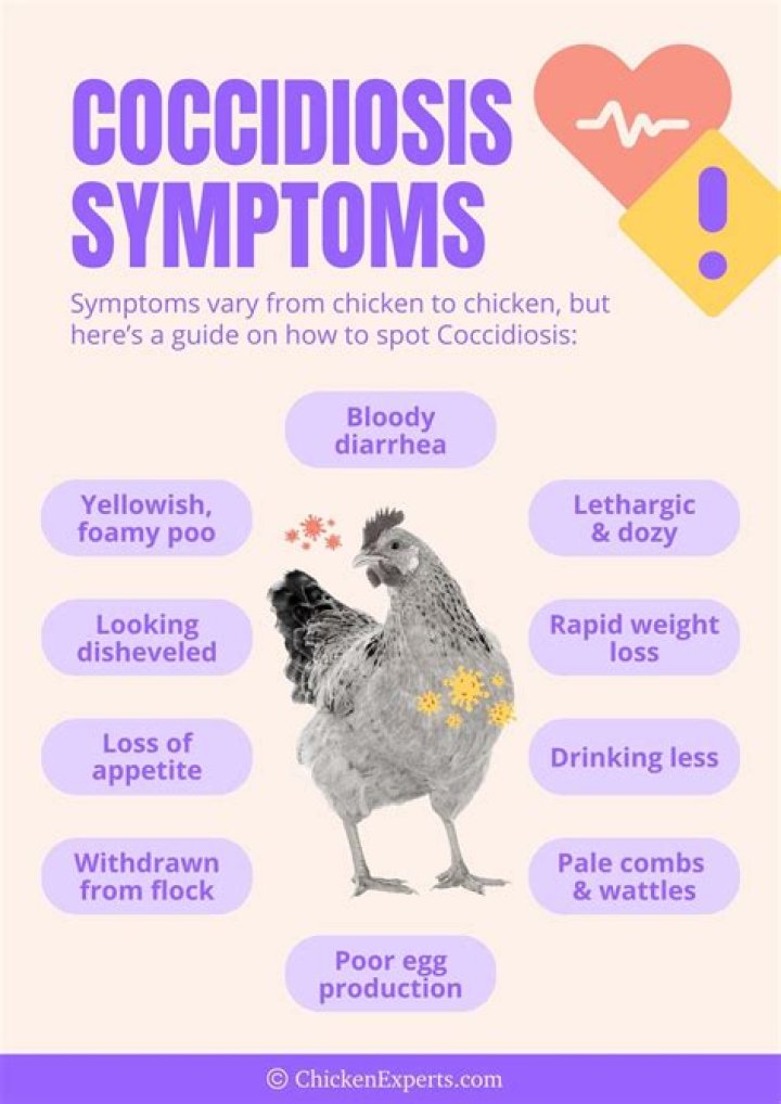 Can My Chickens Give Coccidiosis To My Dog