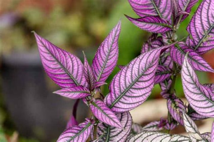 Can Persian Shield take full sun