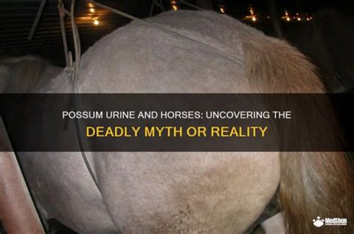 Can possum urine kill horses