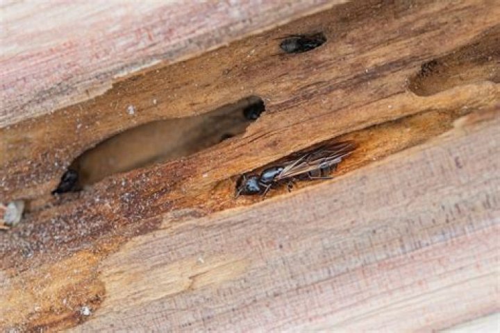 Can regular ants eat wood