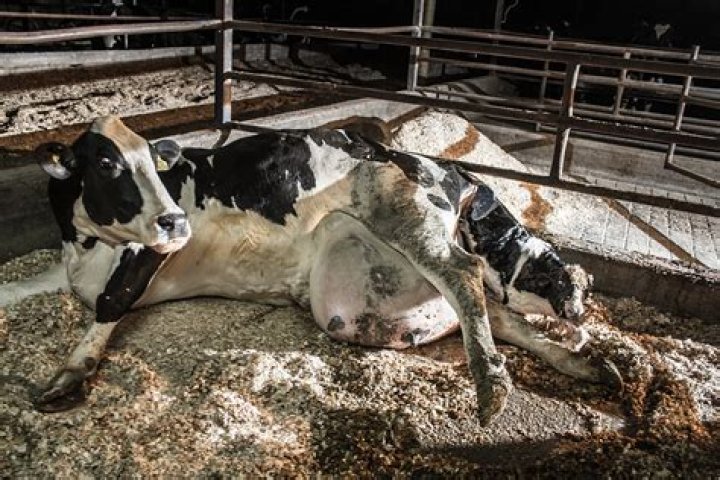 Can Roundup hurt cows