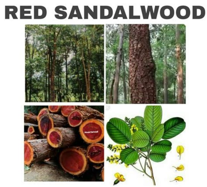 Can Sandalwood be grown in the US