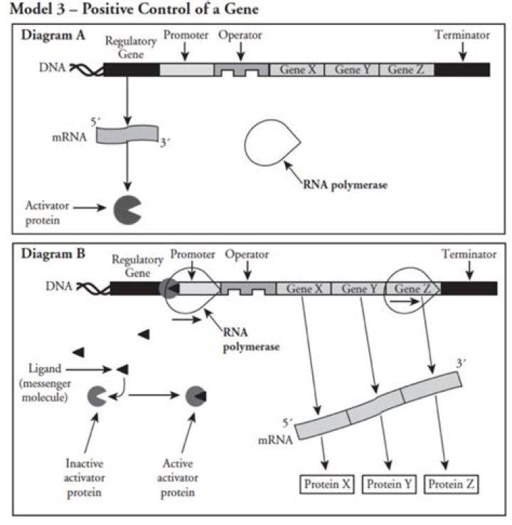 Can the protein produced by the regulatory gene in Model 3 bind to the operon itself