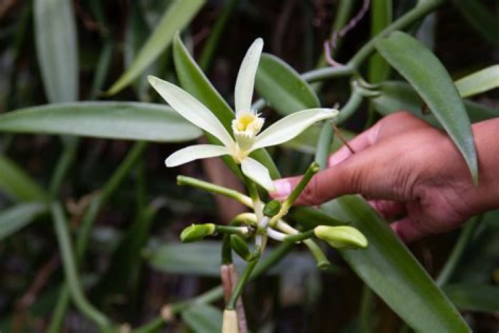 Can vanilla grow in Malaysia
