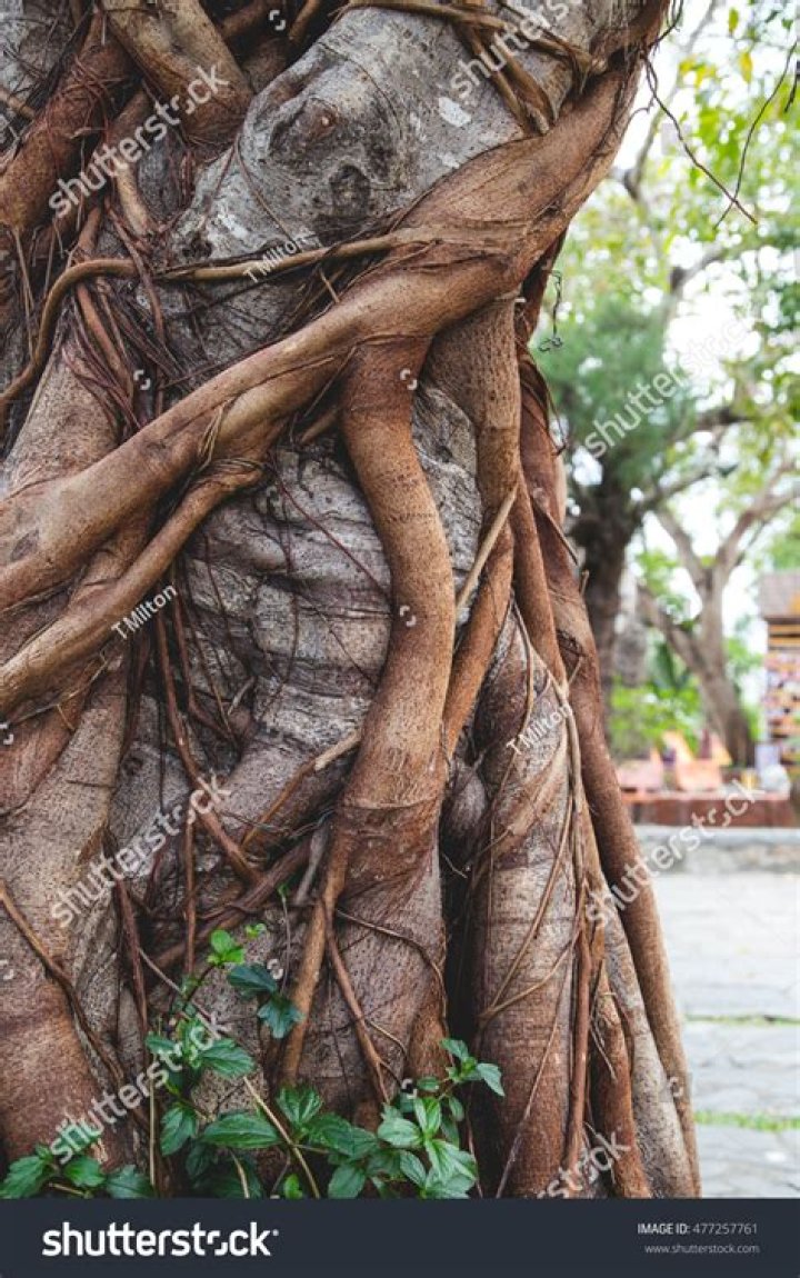 Can vines choke a tree