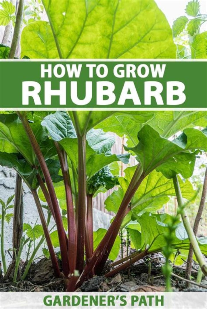 Can you buy rhubarb in November