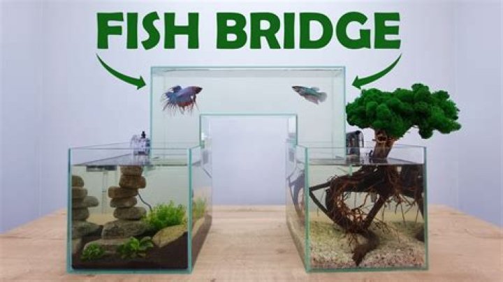 Can you connect two fish tanks?