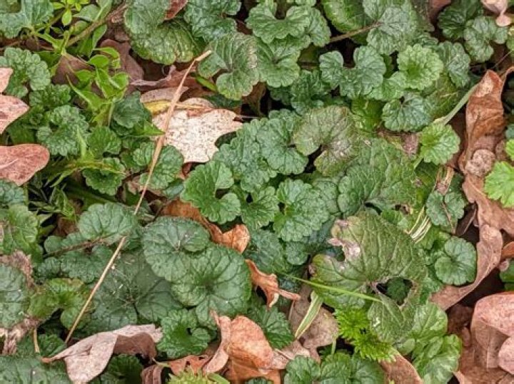 Can you eat ground ivy