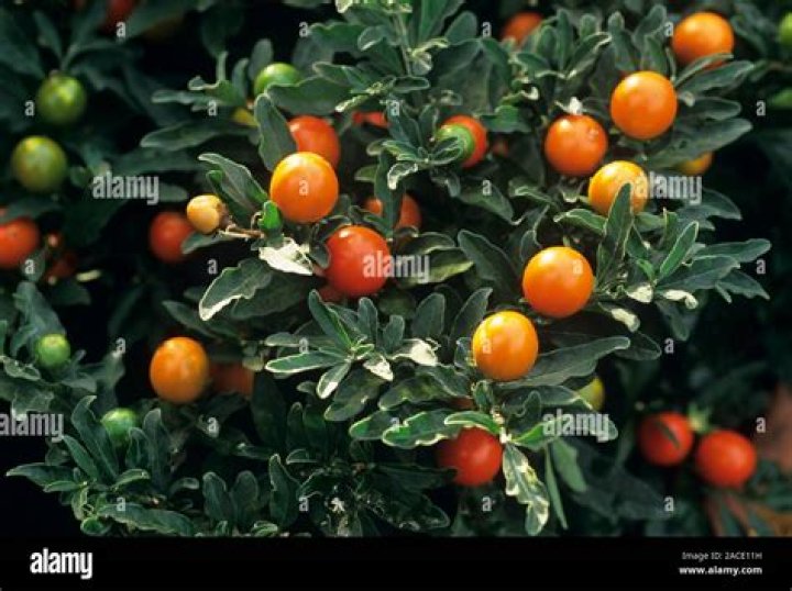 Can you eat Jerusalem cherry