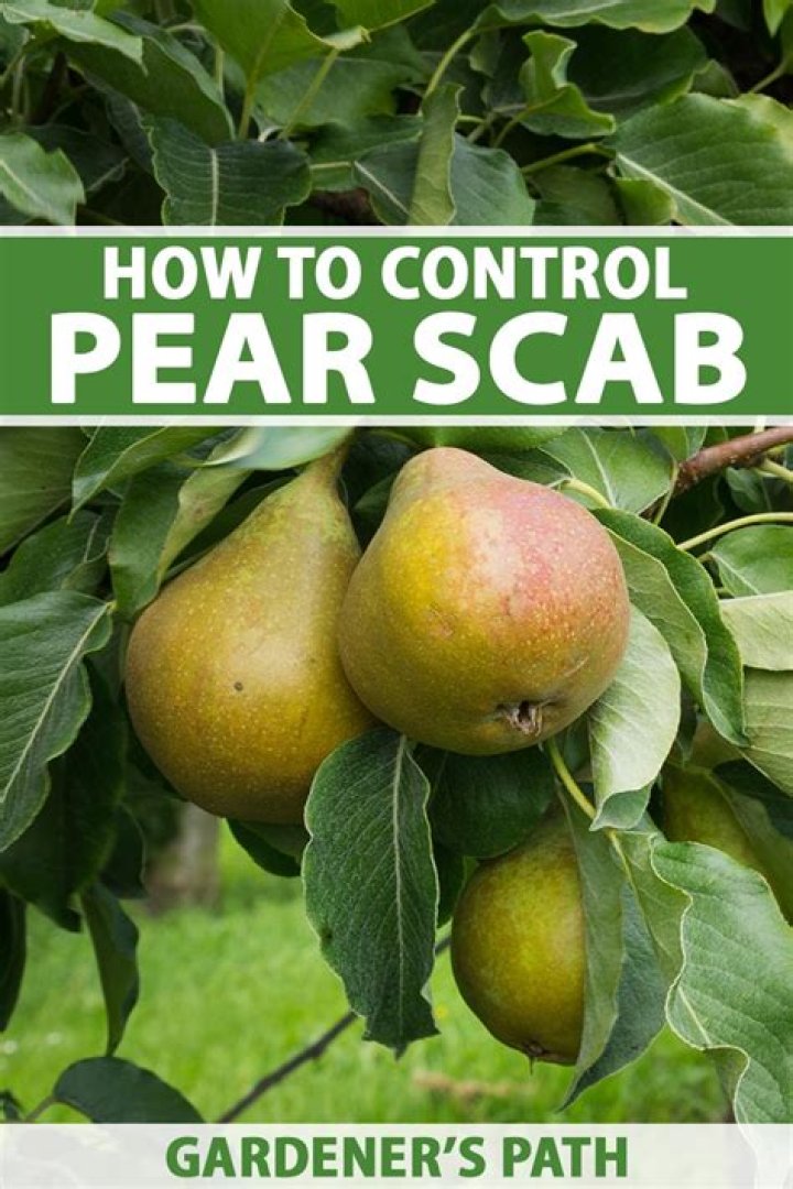 Can you eat pear scab