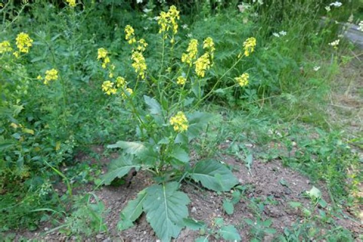 Can you eat wild mustard plant