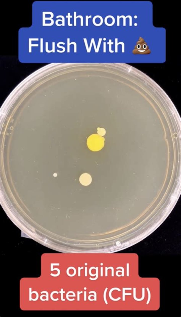 Can you flush a toilet with an auger in it?