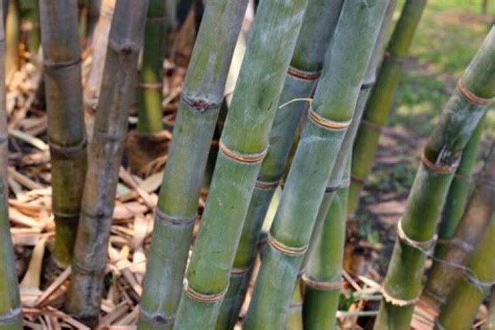 Can you grow bamboo in Mississippi