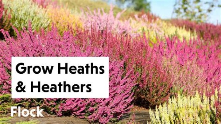 Can you grow heather from cuttings