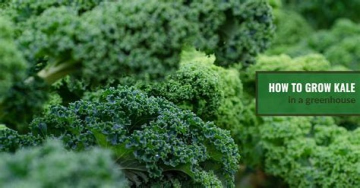 Can you grow kale in a greenhouse