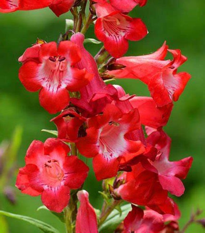 Can you grow penstemon in pots