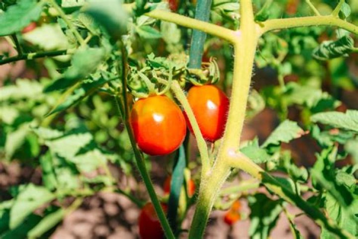Can you grow tomatoes in a kiddie pool