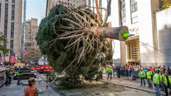 Can you plant a Christmas tree after it has been cut