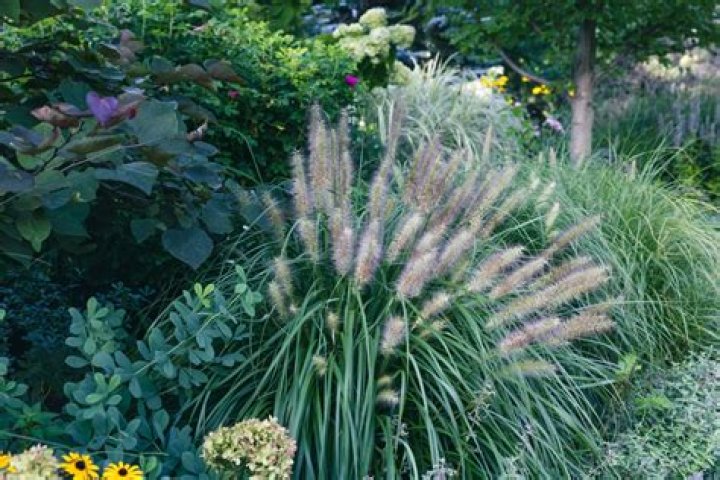 Can you plant ornamental grasses in the summer