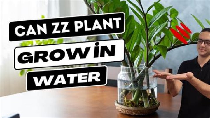 Can you propagate ZZ plant in water