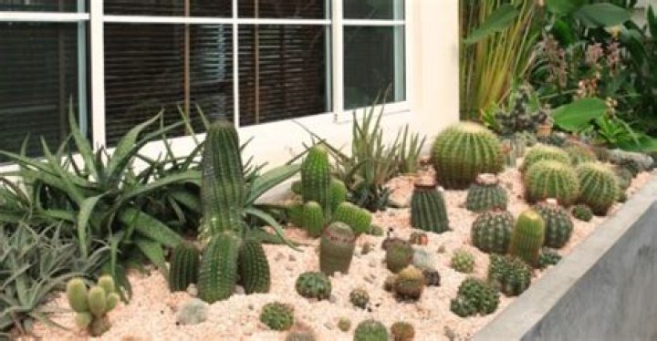 Can you put cactus outside